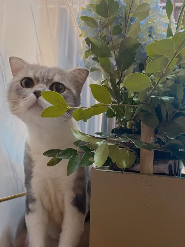 Không biết chú mèo này được Trần Nghĩa nhận nuôi và chăm sóc từ bao giờ, chỉ biết đây là lần đầu tiên anh chàng công khai lộ diện ảnh ọt của chú mèo.