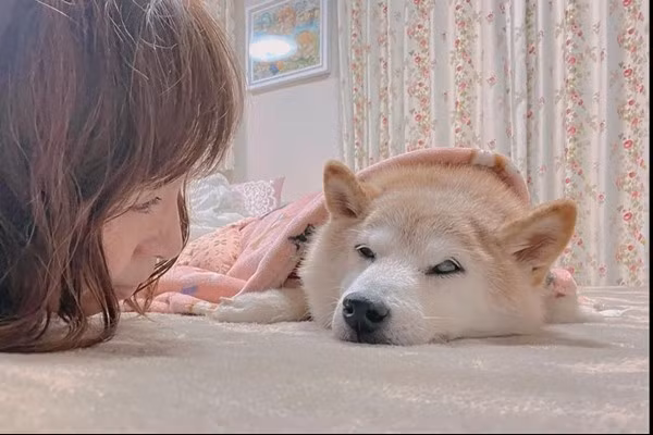 Cô Sato thông báo, Kabosu đã tự bỏ ăn uống từ hôm Giáng Sinh, và mặc dù thỉnh thoảng chú chó ăn lại được một chút, nhưng tình trạng vẫn rất nghiêm trọng. Hiện cô đang cho Kabosu uống kháng sinh.