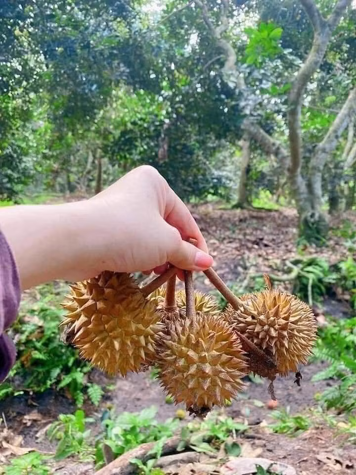 Trái sầu riêng thật khó đoán trước được, vì trái to chưa chắc đã cho nhiều múi, ngược lại trái nhỏ tí tẹo thì vô cùng thơm ngon.