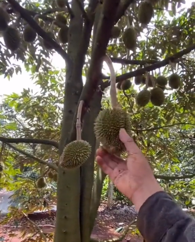 Trong ảnh, có thể thấy cô gái cầm trên tay tới 4 quả sầu riêng bé tí, kích thước chỉ cỡ một quả chôm chôm to.