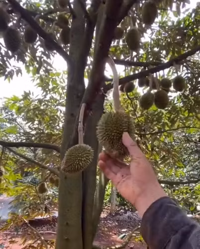 Trong ảnh, có thể thấy cô gái cầm trên tay tới 4 quả sầu riêng bé tí, kích thước chỉ cỡ một quả chôm chôm to.