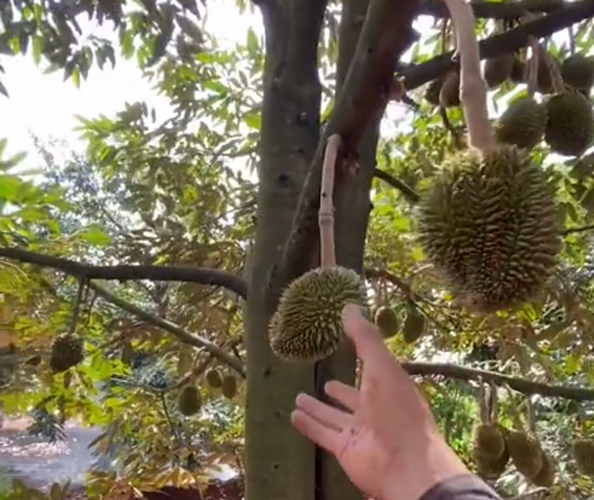 Nhiều người còn nghi ngờ cô gái đã… photoshop vì lần đầu mới thấy sầu riêng có quả nhỏ đến vậy.