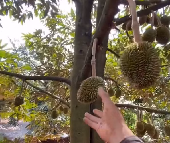 Nhiều người còn nghi ngờ cô gái đã… photoshop vì lần đầu mới thấy sầu riêng có quả nhỏ đến vậy.