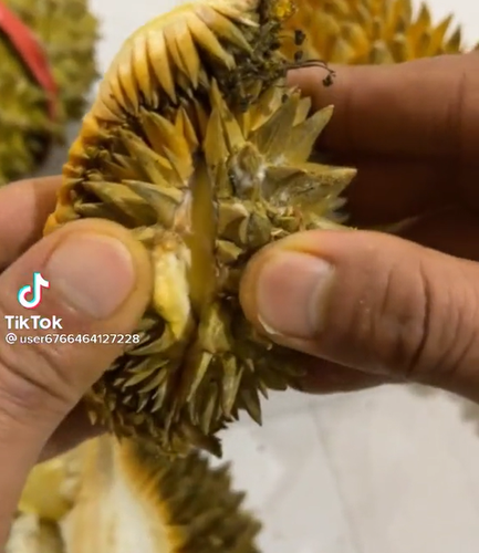 Dù nhỏ xíu nhưng quả sầu riêng mini vẫn cho 1 múi vàng ươm.