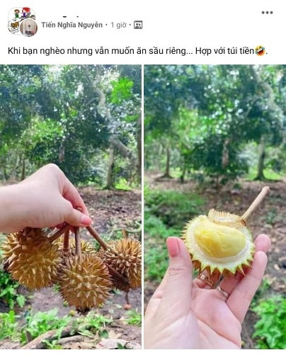 Trên MXH, không ít lần dân tình "mắt chữ O, mồm chữ A" khi chứng kiến những phiên bản sầu riêng độc lạ.