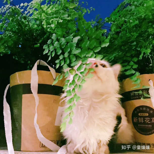 Tuy nhiên, khi gửi lời khuyên đến cho các bạn trẻ, cô cho rằng mọi người có thể rút kinh nghiệm và mua hoa ở chợ sẽ tiết kiệm hơn. Nếu thích thì cũng có thể thay thế bằng rau củ chứ không nhất thiết phải là cây cối, hoa lá như cô đã làm.