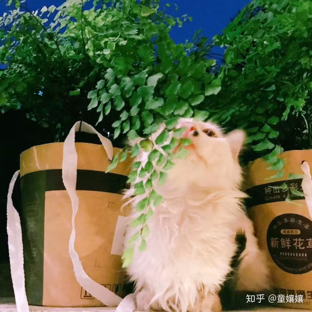 Tuy nhiên, khi gửi lời khuyên đến cho các bạn trẻ, cô cho rằng mọi người có thể rút kinh nghiệm và mua hoa ở chợ sẽ tiết kiệm hơn. Nếu thích thì cũng có thể thay thế bằng rau củ chứ không nhất thiết phải là cây cối, hoa lá như cô đã làm.