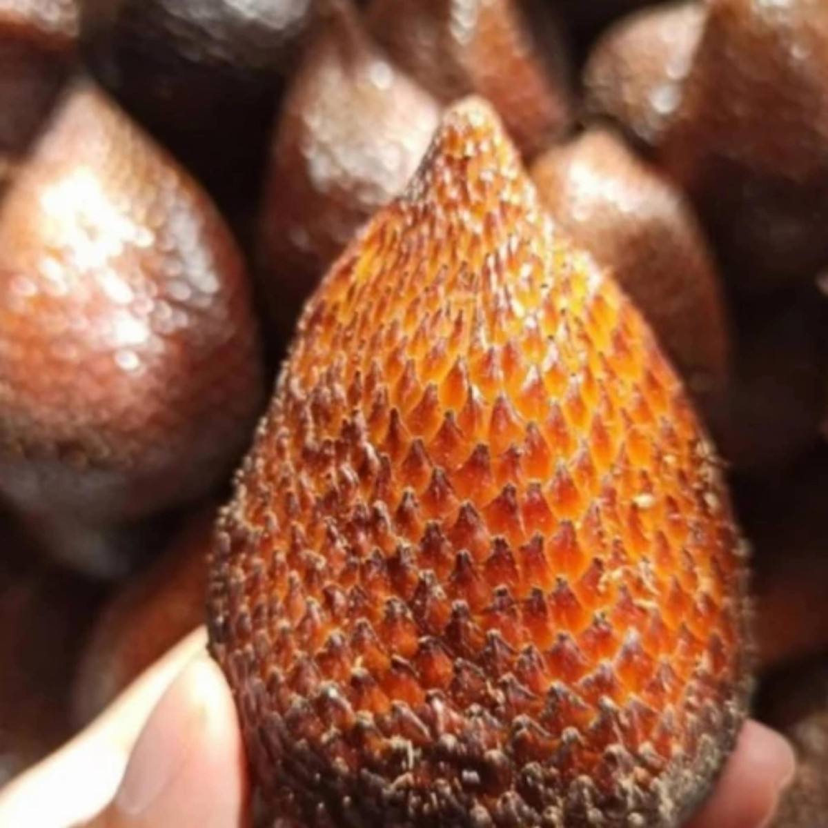 Bên trong mỗi quả mây Bali thường có 3 múi (quả mây Thái thường chỉ có 2 múi).