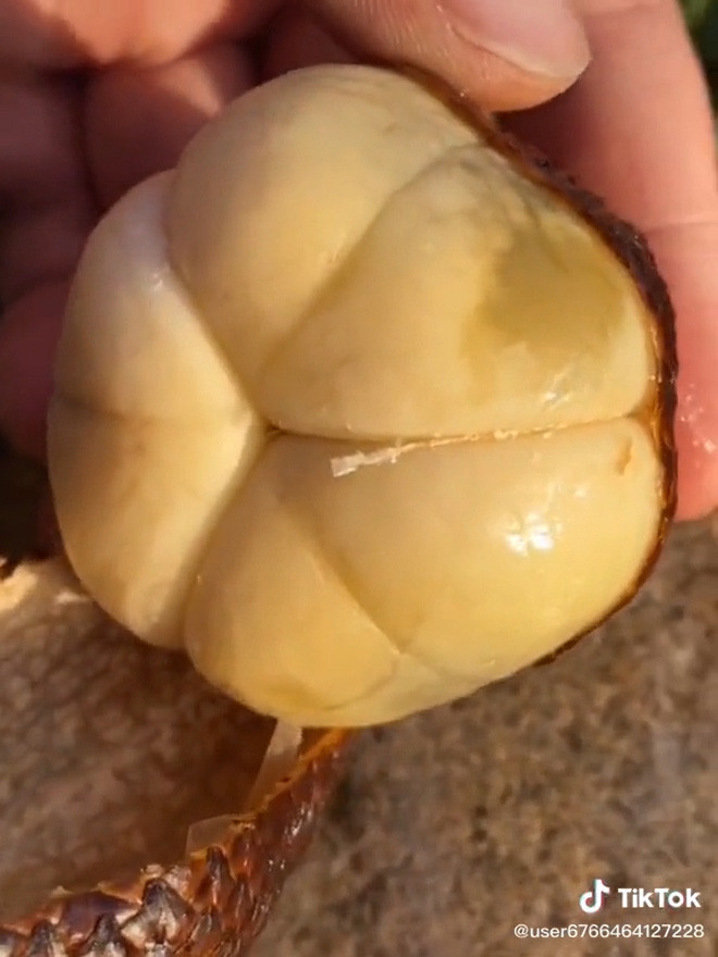 Nếu như ai nhanh trí đoán được thì sẽ nhận ra quả này có lớp vỏ rất giống quả mây Thái dù hình dáng thì lại hơi khác. Nhưng chính xác hơn thì chúng là quả mây Bali một loại trái cây có gốc gác tại Indonesia.