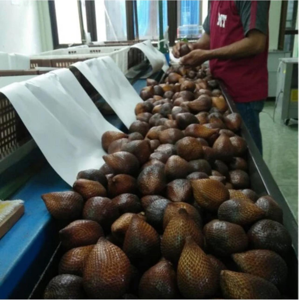 Hương vị của mây Bali cũng rất thú vị khi có lúc thoảng mùi dứa, có lúc cho cảm nhận như mùi táo, lúc lại giống mít hoặc sầu riêng.