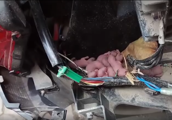 Đa phần mọi người đều cảm thấy vừa buồn cười, vừa thương cho chủ nhà chưa kịp nấu nồi canh bầu với tôm khô nào mà đã bị đàn chuột cuỗm sạch.