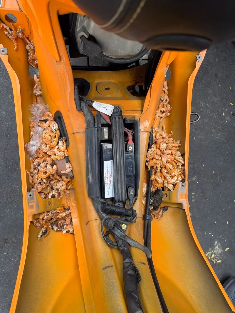 Theo chia sẻ của người đăng ảnh, đây chính là sản phẩm của việc chuột chui vào xe máy gây ra. Thậm chí bên trong yếm xe còn có xác của một con chuột chết khiến nhiều người kinh hãi.