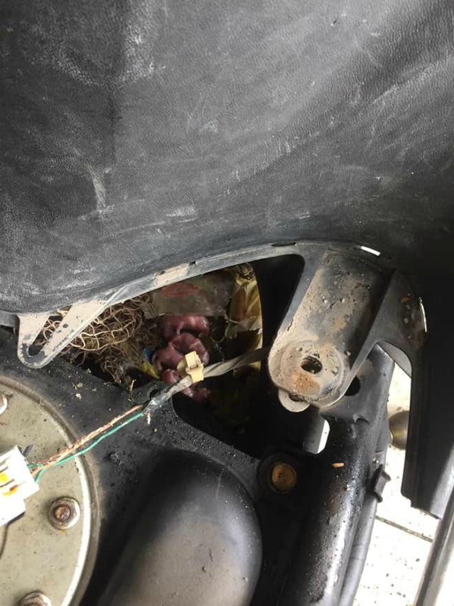 Còn nickname T.P.Q cũng bình luận dưới bức ảnh chuột làm ổ trong xe máy rằng: "Lũ chuột này ăn nhiều quá bội thực luôn rồi kìa. Khổ thân anh chưa kịp ăn đã bị lũ chuột tha hết. Mà tài thật nó tha kiểu gì giỏi thế được nhiều ghê..."