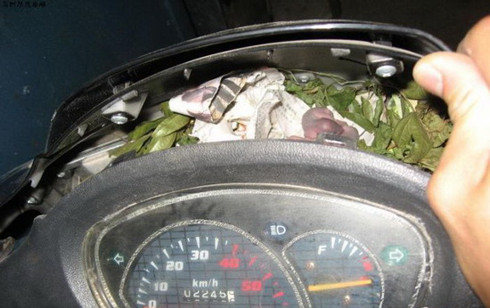 Cụ thể, thành viên mạng có nickname N.K.L bình luận: "Má ơi con tôm khô này to thế mà nó tha kiểu gì nhiều vậy nhỉ? Khổ thân chủ top, kiểu này là mua về đến đâu chỉ béo lũ chuột đến đấy. Nhìn đống tôm mà đứt ruột".