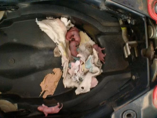 Hơn nữa những con tôm khô này rất to và đều còn nguyên. Nhiều người thắc mắc không hiểu lũ chuột này đã vận chuyển kiểu gì số lượng lớn tôm như vậy từ bếp ra nơi ẩn náu?