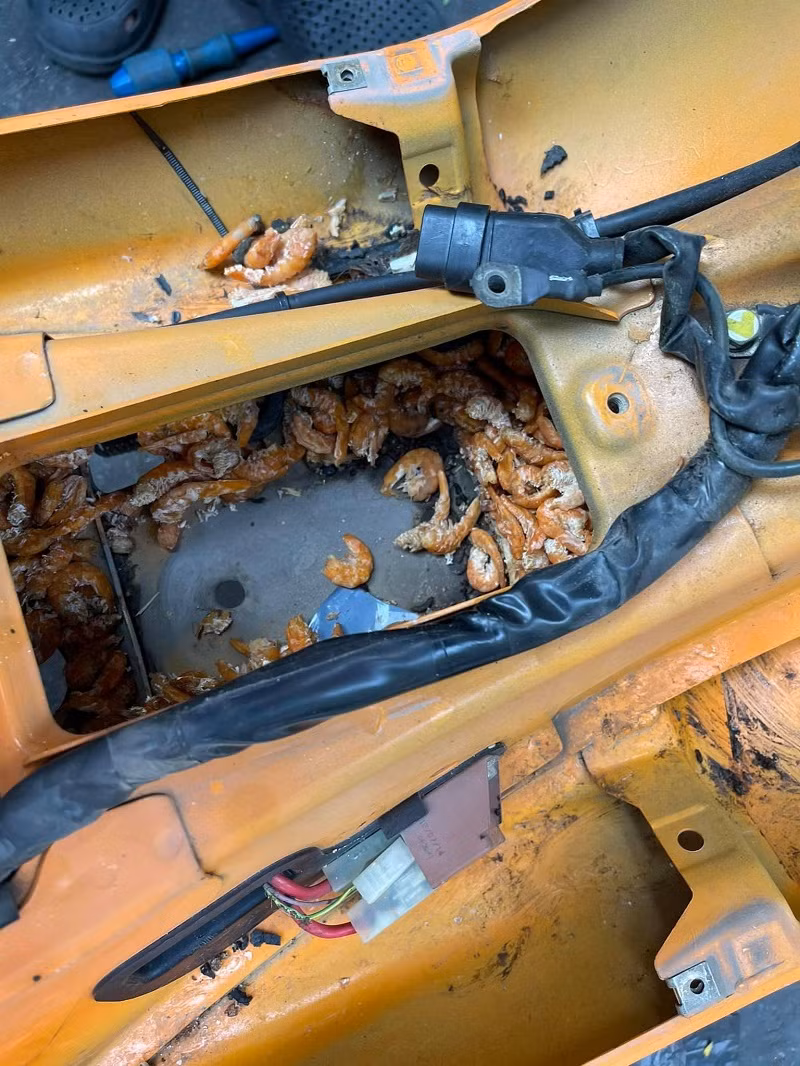 Khi được chủ nhà dọn ra, số tôm chất thành đống phải lên tới cả kg.