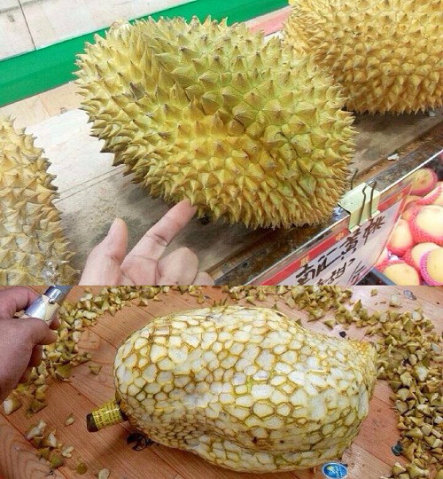 Khi những chiếc gai của sầu riêng quá sắc nhọn thì cách tốt nhất loại bỏ chúng ra khỏi trái đất.