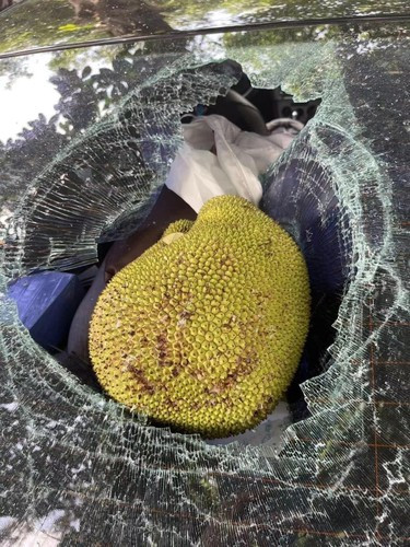 Một chủ ô tô vừa gặp phải tình huống "khóc thét" cũng vì chuyện đỗ xe dưới cây mít khiến dân mạng vừa thương vừa buồn cười.