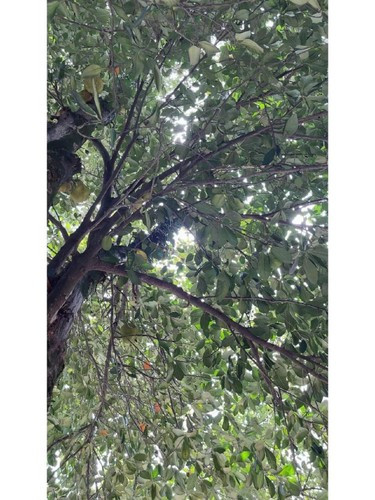 Nhìn cảnh tượng này, chủ xe chỉ biết khóc trong lòng bởi chẳng thể nào bắt đền được ai.