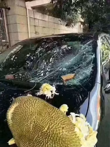 Cứ tưởng rằng không tốn phí gửi xe, nào ngờ phí thay kính còn đắt đỏ hơn gấp nhiều lần khi bị mít rơi trúng,