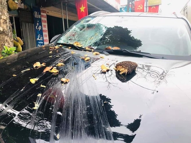 Với câu chuyện "dở khóc dở cười" này của tài xế, cư dân mạng đã để lại nhiều bình luận như sau: "Chủ xe mua trái mít này hơi đắt nhỉ. Có khi lên cả chục triệu" hay "Cái này có thể gọi là trong cái rủi vẫn có cái ăn không nhỉ?"....