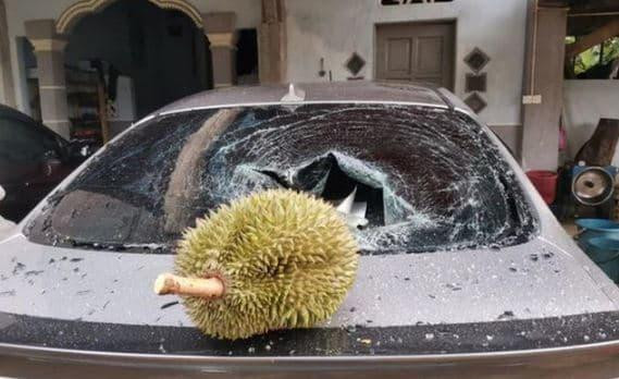 Cách đây chưa lâu, câu chuyện về cây xoài "phản chủ" nhà Phượng Chanel cũng từng khiến xế hộp của nữ đại gia vỡ kính đã gây chú ý lớn trên MXH.