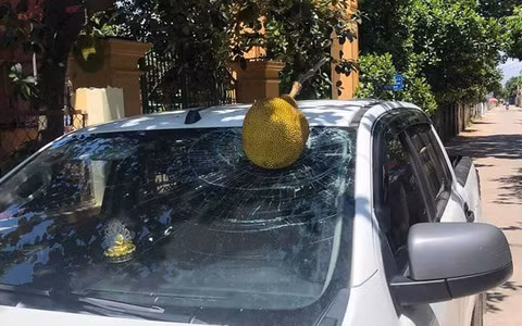 Đây không phải lần đầu tiên mà các chủ xe phải kêu rời khi trở thành nạn nhân của những quả mít.