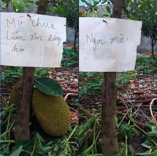 Nhưng đời vốn dĩ chẳng như là mơ khi quả mít đã không cánh mà bay và kẻ trộm còn để lại mảnh giấy đáp trả rằng: "Ngon mà".