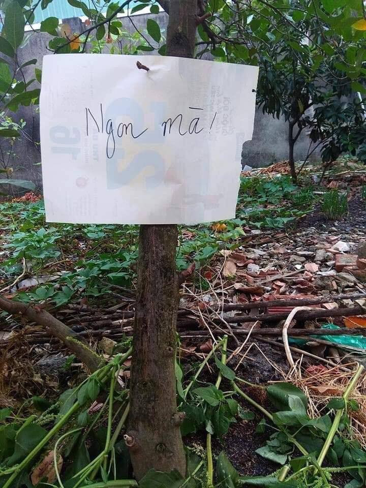 Cụ thể, để cây mít của mình được an toàn, thoát khỏi tầm mắt của những tên trộm, chủ nhà đã treo tấm bảng với nội dung: "Mít chua lắm xin đừng hái".