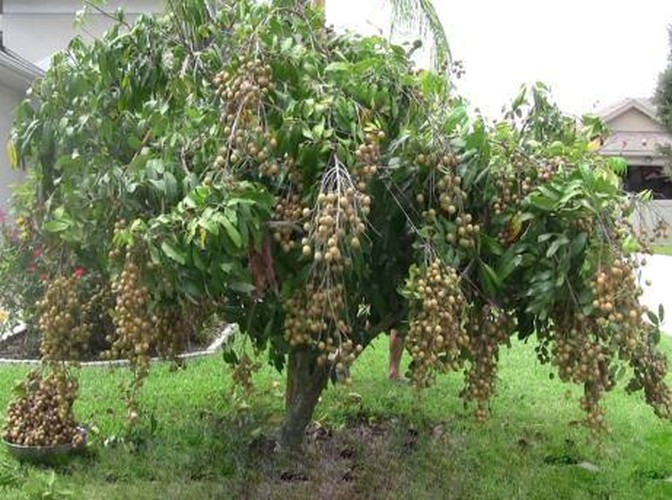 Mọi người cũng được nhiều trận cười bể bụng khi chứng kiến những ý tưởng hài hước của các bác nông dân.