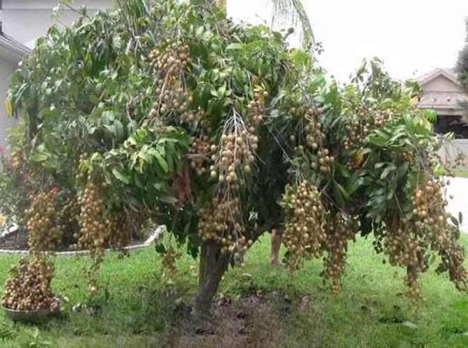 Mọi người cũng được nhiều trận cười bể bụng khi chứng kiến những ý tưởng hài hước của các bác nông dân.