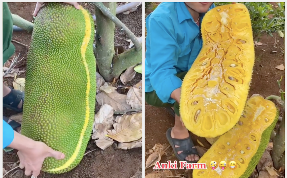 Netizen hẳn không còn xa lạ gì với những đoạn clip bổ quả mít. Cũng giống như dưa hấu hay sầu riêng, loại quả này có còn tùy thuộc vào nhân phẩm của gia chủ.