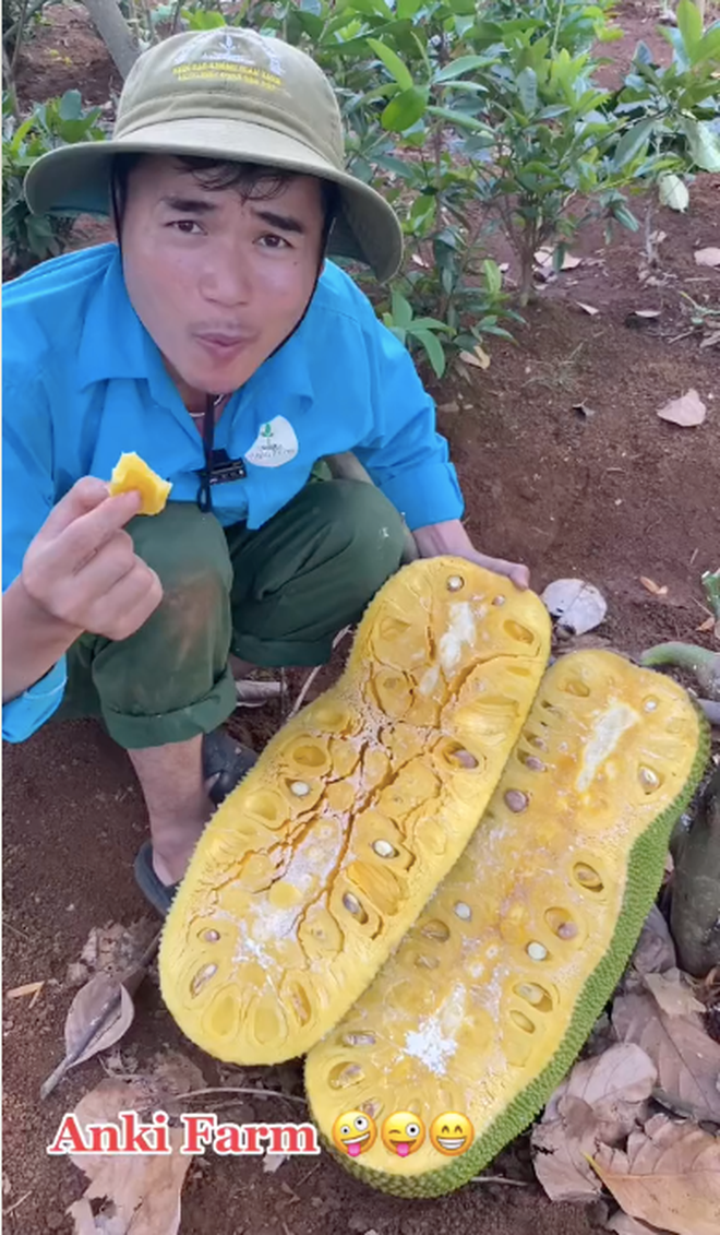 Nhìn bằng mắt thường, có thể thấy quả mít này vỏ xanh, dài chừng 1 mét. Phần ruột bên trong chín vàng ươm và có rất nhiều múi.