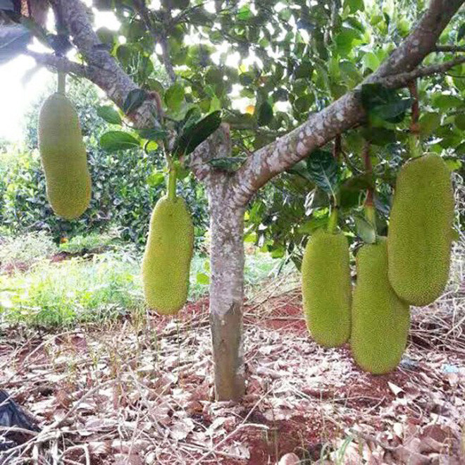 Được biết, đây là giống mít quả siêu dài được nhập khẩu từ Malaysia.