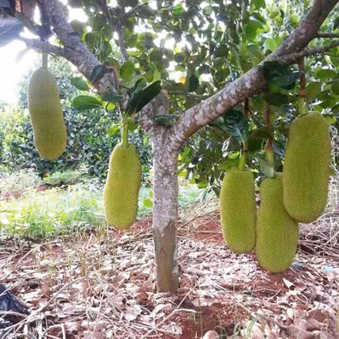 Được biết, đây là giống mít quả siêu dài được nhập khẩu từ Malaysia.