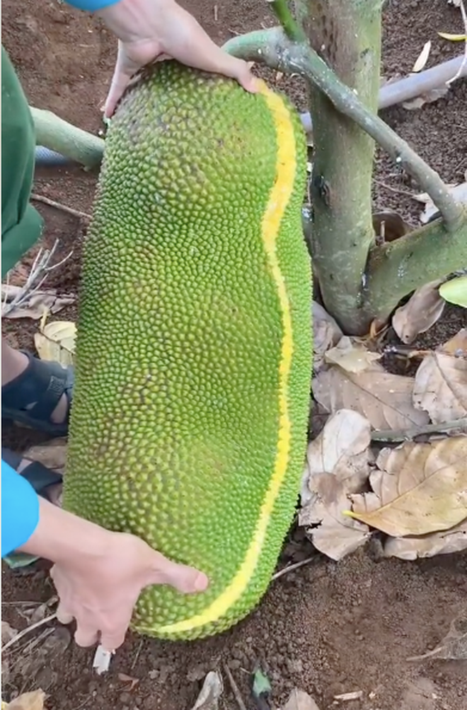 Mới đây, một thanh niên đăng clip TikTok khoe cảnh thu hoạch quả mít "dài thoòng" cứ như bị đột biến.