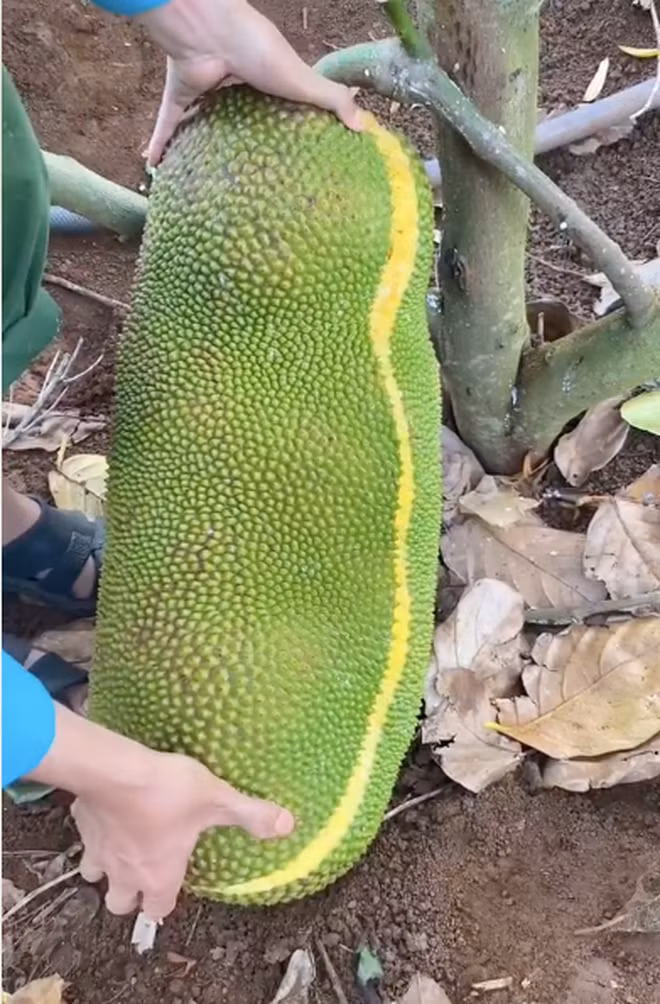 Mới đây, một thanh niên đăng clip TikTok khoe cảnh thu hoạch quả mít "dài thoòng" cứ như bị đột biến.