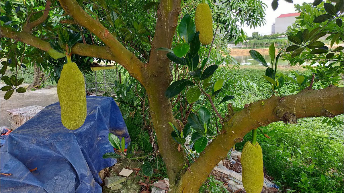 Trái mít có ruột chín vàng ươm trông khá ngon mắt.