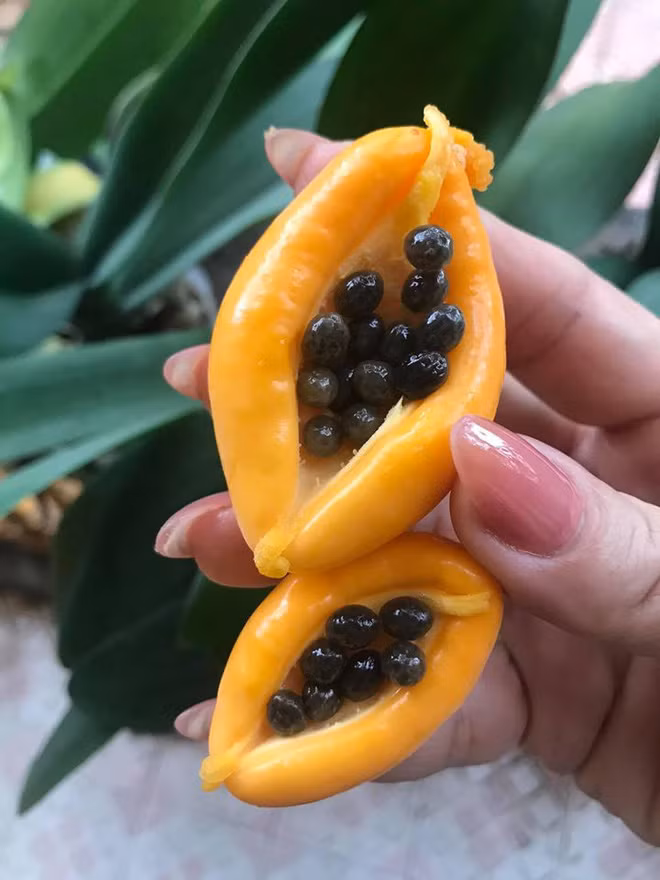 Bo qua du du, dan mang 