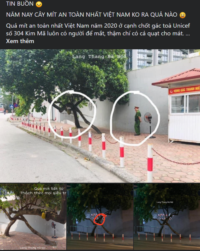 Sau 1 năm nổi danh trên MXH, nhiều người ngày ngày đi qua đoạn đường Kim Mã mới đây thông báo "quả mít an toàn nhất Việt Nam" năm nay không ra quả.