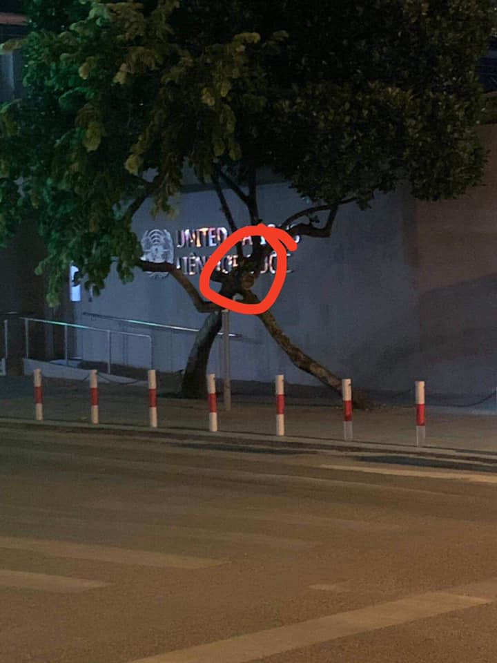 Trong khi đó, một số dân mạng lại cho rằng việc cây mít không ra quả có thể do thời tiết..