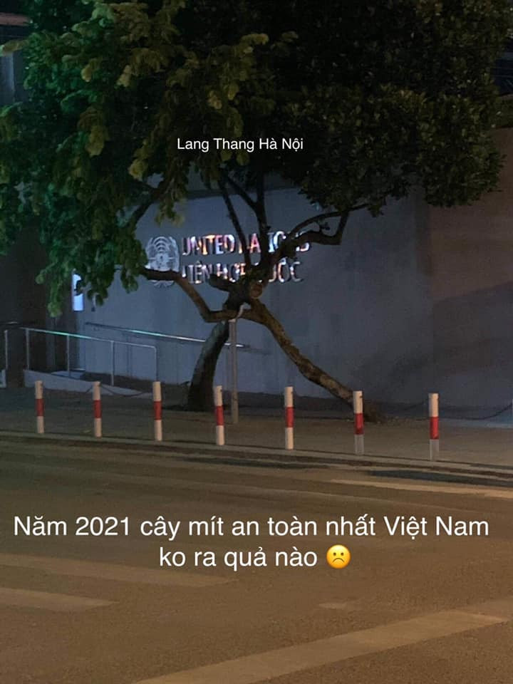 "Tiếc thật, năm nay cây mít an toàn nhất Việt Nam này lại không ra quả. Anh em đi qua lại không có dịp chụp ảnh chung rồi", "Không ra quả cũng tốt, đỡ nhọc các chú cảnh vệ phải để mắt tới những tên "mít tặc""... là những bình luận của dân mạng bình luận.