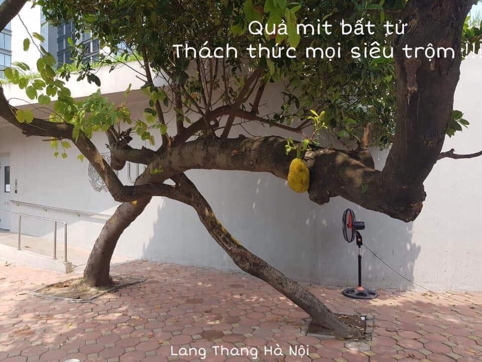 Ngay sau khi thông báo "cây mít an toàn nhất Việt Nam" không ra quả được đăng tải, nhiều dân mạng để lại bình luận bá đạo. Đa phần netizen đều bày tỏ sự tiếc nuối vì không còn được ngắm nhìn quả mít được canh gác cẩn thận.