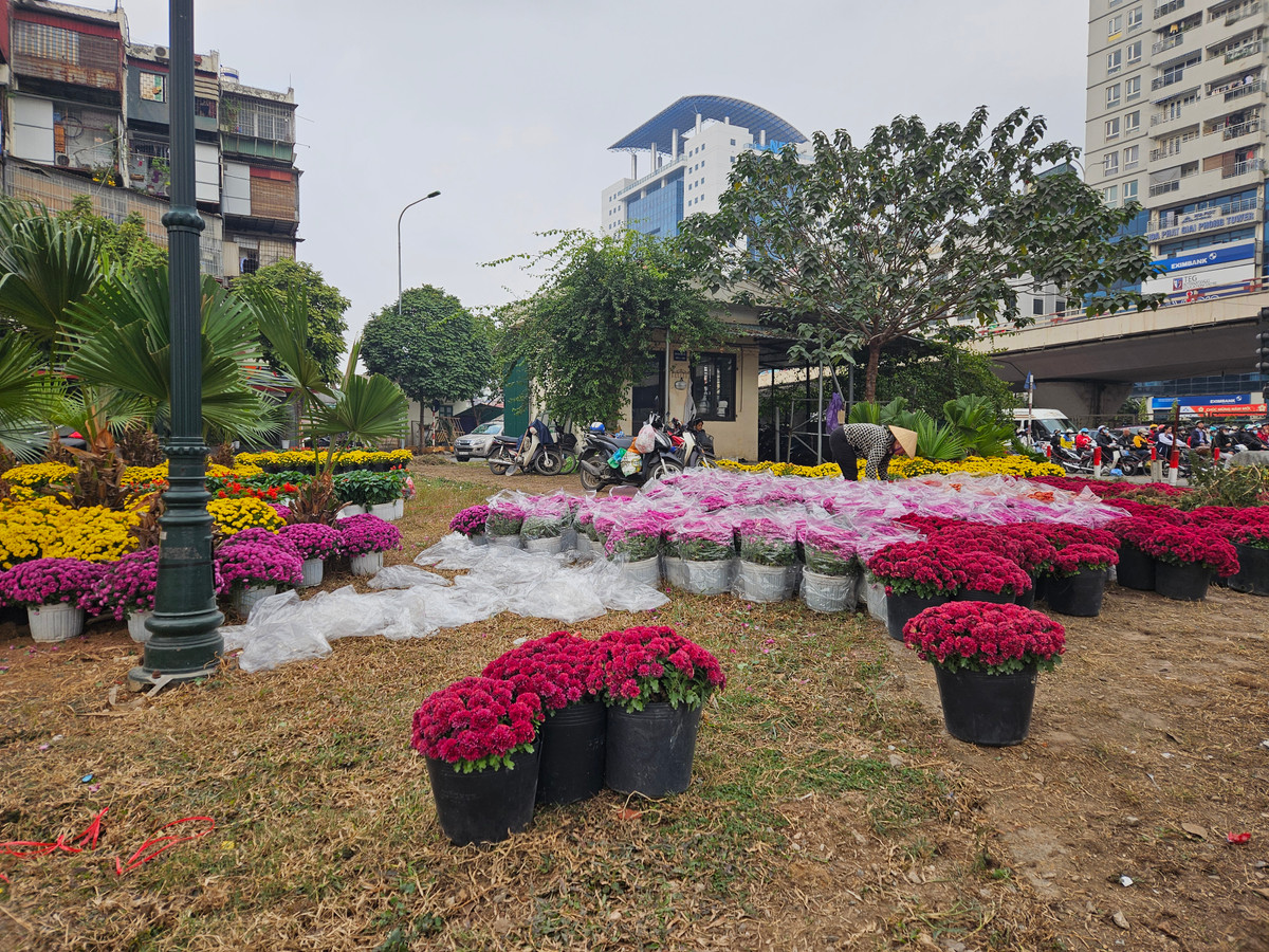 Không chỉ có dải phân cách, góc phân làn cũng của ngã tư Trường Chinh - Giải Phóng cũng được trồng những chậu hoa.