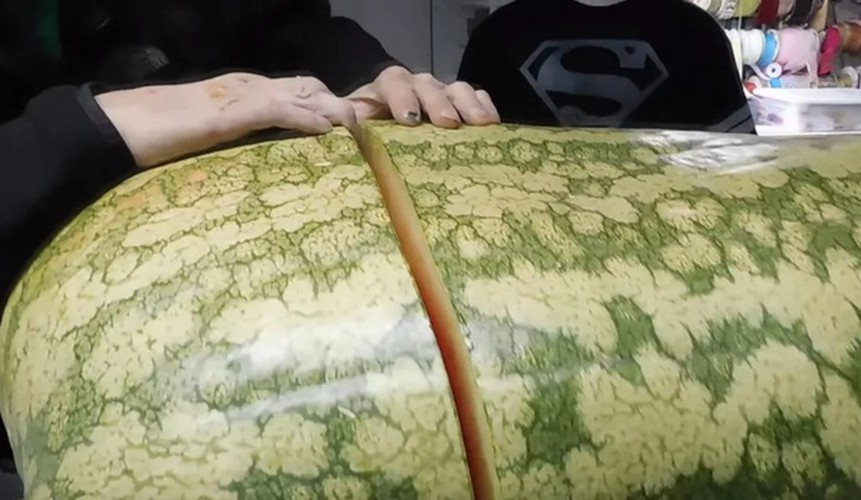 Điển hình như một người đàn ông ở Mỹ đã bổ trái dưa khủng lồ của mình nhưng thứ xuất hiện bên trong khiến chủ nhân phải thất vọng.