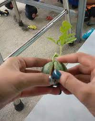 Đúc kết lại màn bổ dưa hấu trên, dân mạng đều cho rằng vì dưa còn non quá nên mới có hiện tượng như vậy.