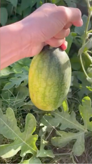 Quả dưa hấu có kích thước không quá to, thế nhưng phần vỏ đã ửng vàng đẹp mắt.