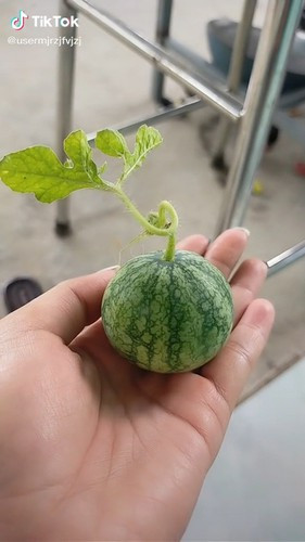 "Rõ ràng là một trái dưa hấu còn non mà ổng cũng ráng hái vào ăn!" hay "Kinh nghiệm hái dưa là nhìn phần lá, nó mà vàng gần hết thì dưa mới chín."... là những bình luận để lại dưới clip bổ dưa hấu bên vệ đường.