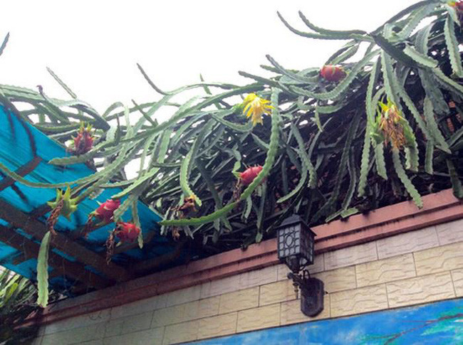 Đa phần dân mạng đều cảm thương cho những chủ nhà khi cái cây hàng ngày mình chăm sóc, đến ngày ăn quả lại dâng cho nhà hàng xóm.