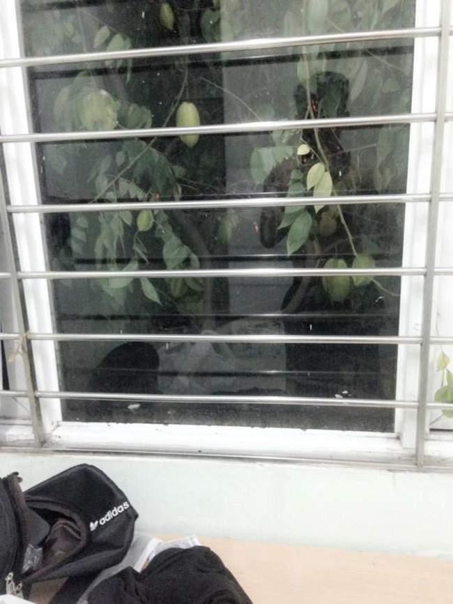 Có hàng xóm thích trồng cây, đặc biệt là cây ăn quả thì biết đâu một ngày bạn sẽ được miếng ngon dâng tận miệng thế này.